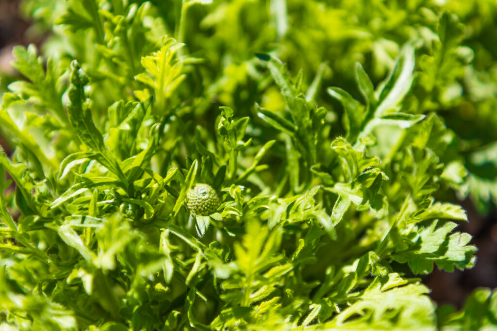 Detalhe de planta no jardim temporário do projeto PLANTEIA