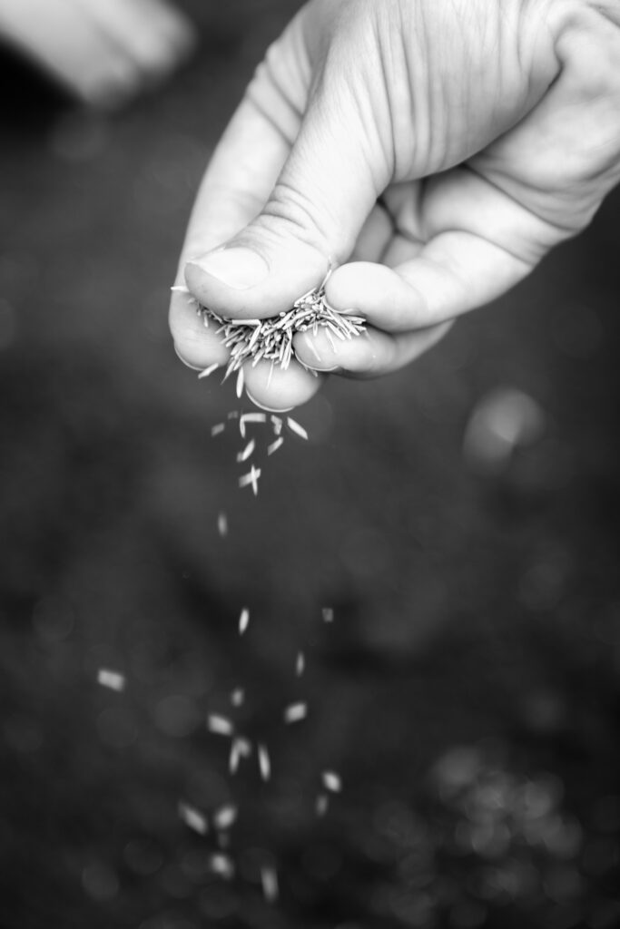 Mão com sementes durante processo de plantação no projeto PLANTEIA
