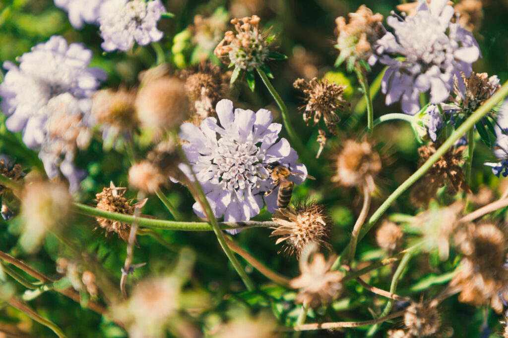 Abelha sobre plantas no jardim do projeto PLANTEIA